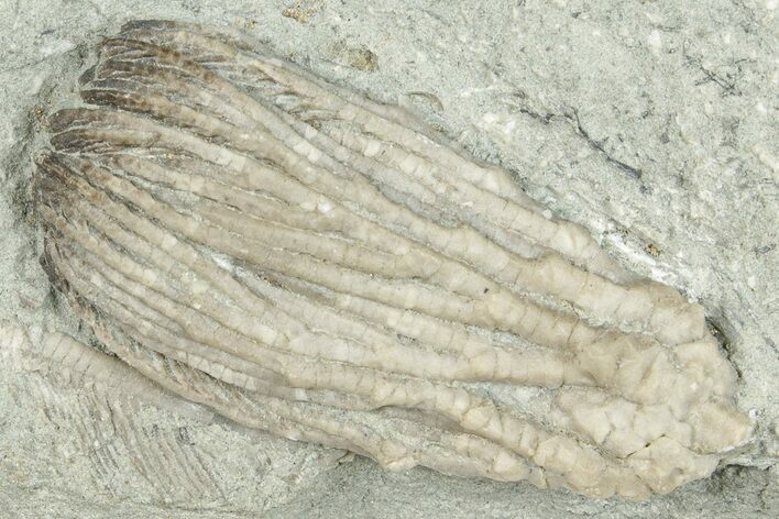 Fossil Crinoid (Pachylocrinus) - Indiana #326063
